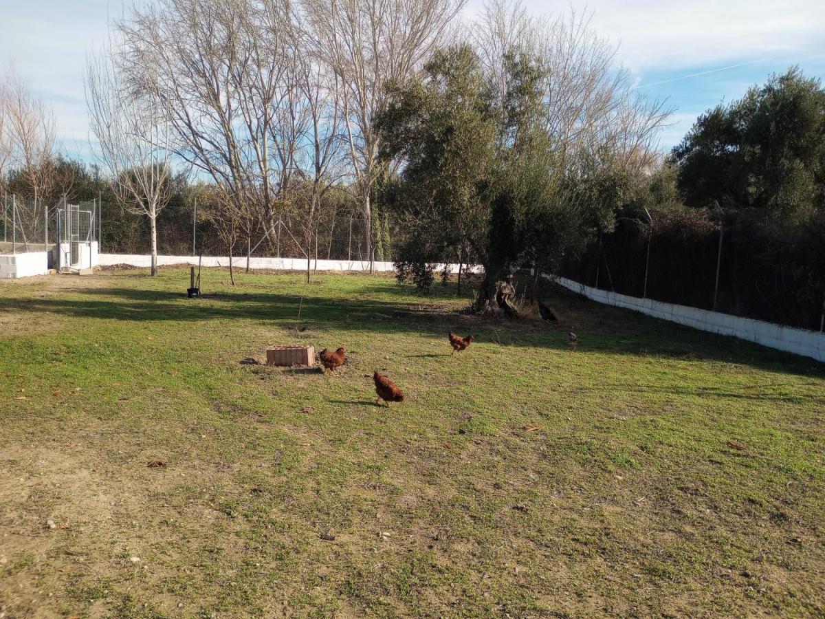 Casa De Campo Los Manueles Ideal Perros Pet Friendly Gojar Exteriör bild